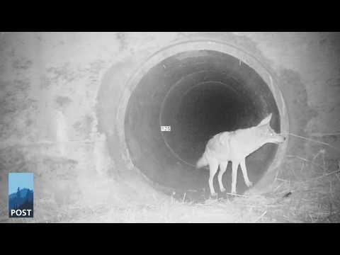 Coyote and Badger Playing Together - California Wildlife Camera Footage