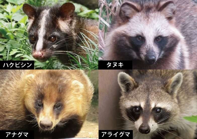 東京でハクビシン増殖　空き家で繁殖か　都会に天敵なし好物は生ごみの重点対策外来種