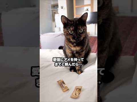 高熱でダウン中の主さん?アメを持ってきてと頼んだら…｜PECO