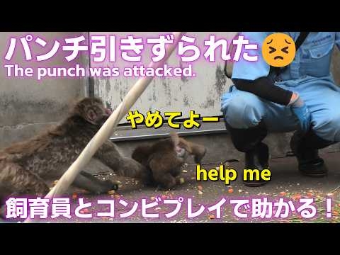 【パンチくん日記?】パンチが攻撃されて引きずられてしまった?でもその後、飼育員パパとのコンビネーションで助かったパンチ?市川市動植物園【Monkey Punch