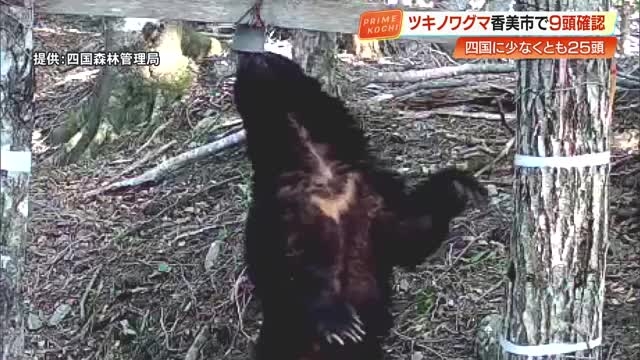 四国で「ツキノワグマ」が絶滅の恐れ　最新調査で25頭確認・高知は9頭　生息域把握し「共存」目指す（高知さんさんテレビ） - Yahoo!ニュース