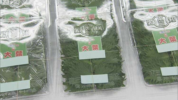 ベトナム国籍の男女を不法に働かせた疑い 農家ら4人を逮捕 栽培した大葉のパック詰めで1パック40円の報酬か