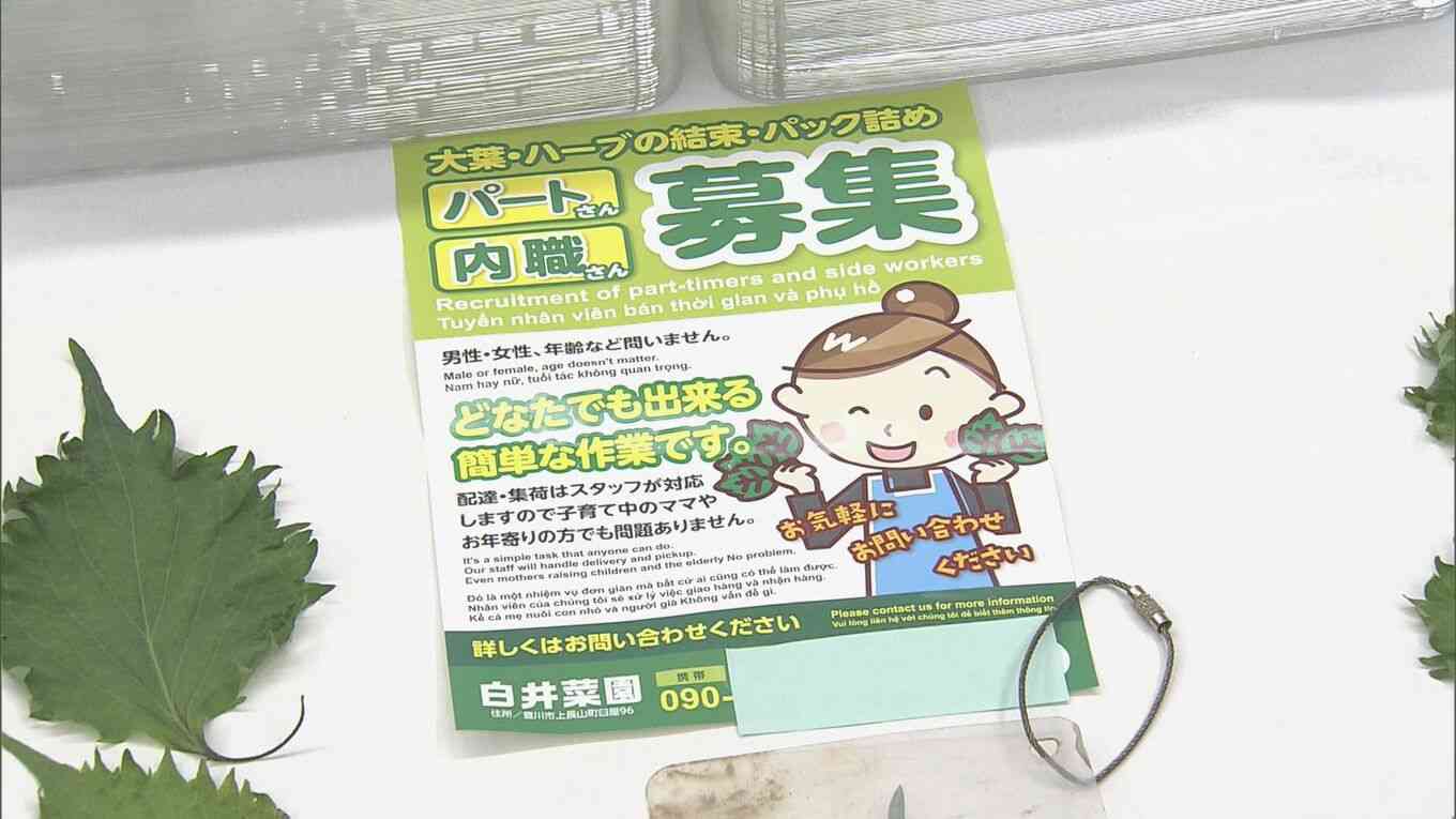 ベトナム国籍の男女を不法に働かせた疑い 農家ら4人を逮捕 栽培した大葉のパック詰めで1パック40円の報酬か