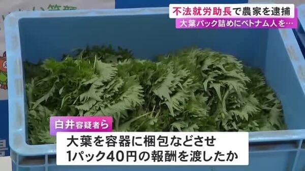 ベトナム国籍の男女を不法に働かせた疑い 農家ら4人を逮捕 栽培した大葉のパック詰めで1パック40円の報酬か｜FNNプライムオンライン