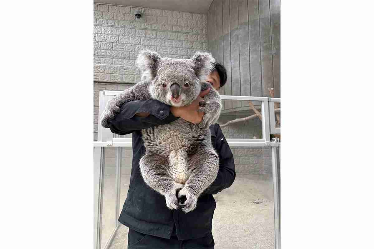 【動物】「ムチムチ」「DE★KA★I」「でっっかわいい」…　コアラ好きたちを魅了する、淡路島のメスコアラ（9歳）　「かわ過ぎて発狂しそう」