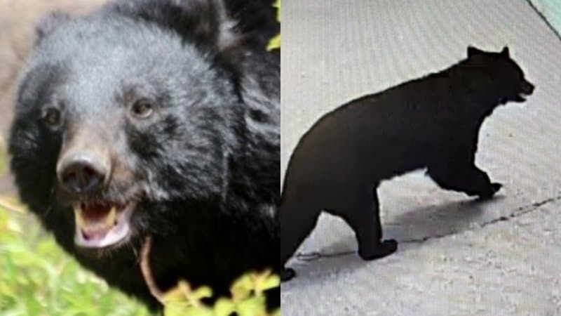 《クマ捕獲でまた…》「殺さないでくれ」「山に逃がせ」役所に電話殺到で担当者は疲弊、“処分して”の声も…いっぽう目撃情報は「昼の時間帯にピタッと止まる状態でした」 | 集英社オンライン | ニュースを本気で噛み砕け
