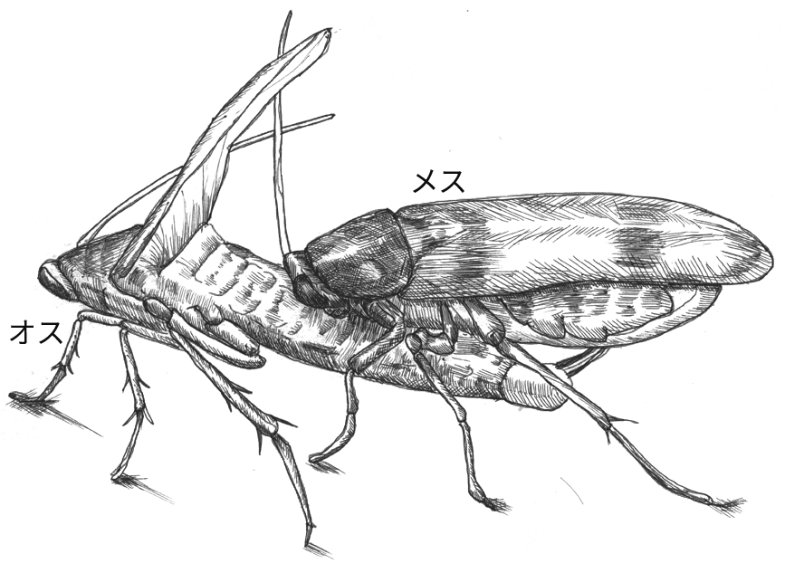 昆虫たちの不思議な性の世界　ゴキブリの求愛 | 一色出版
