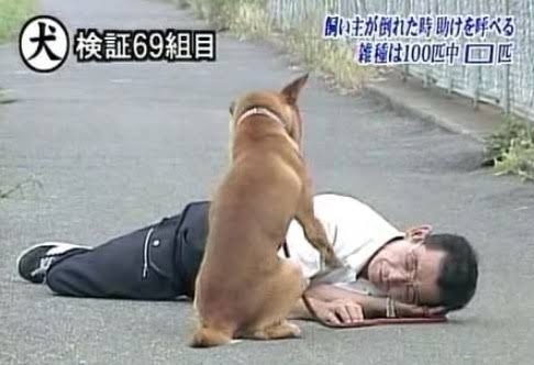 トリビアの泉 犬の検証