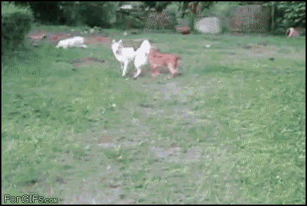【画像】ドッグランで友達ができた犬の躍動感あふれる写真がとてもいい「あまりにも尊い」「最後の2匹の目の輝き方が全てを物語っていますね」