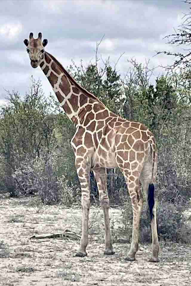 テキサスでキリンが行方不明に　懸命の捜索続くも発見に至らず（AP通信） - Yahoo!ニュース