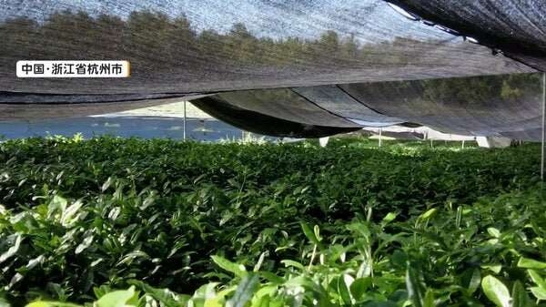 中国で「抹茶」生産が拡大　世界各国に輸出　日本と同じ栽培法で半額以下　専門家「強力なライバル」