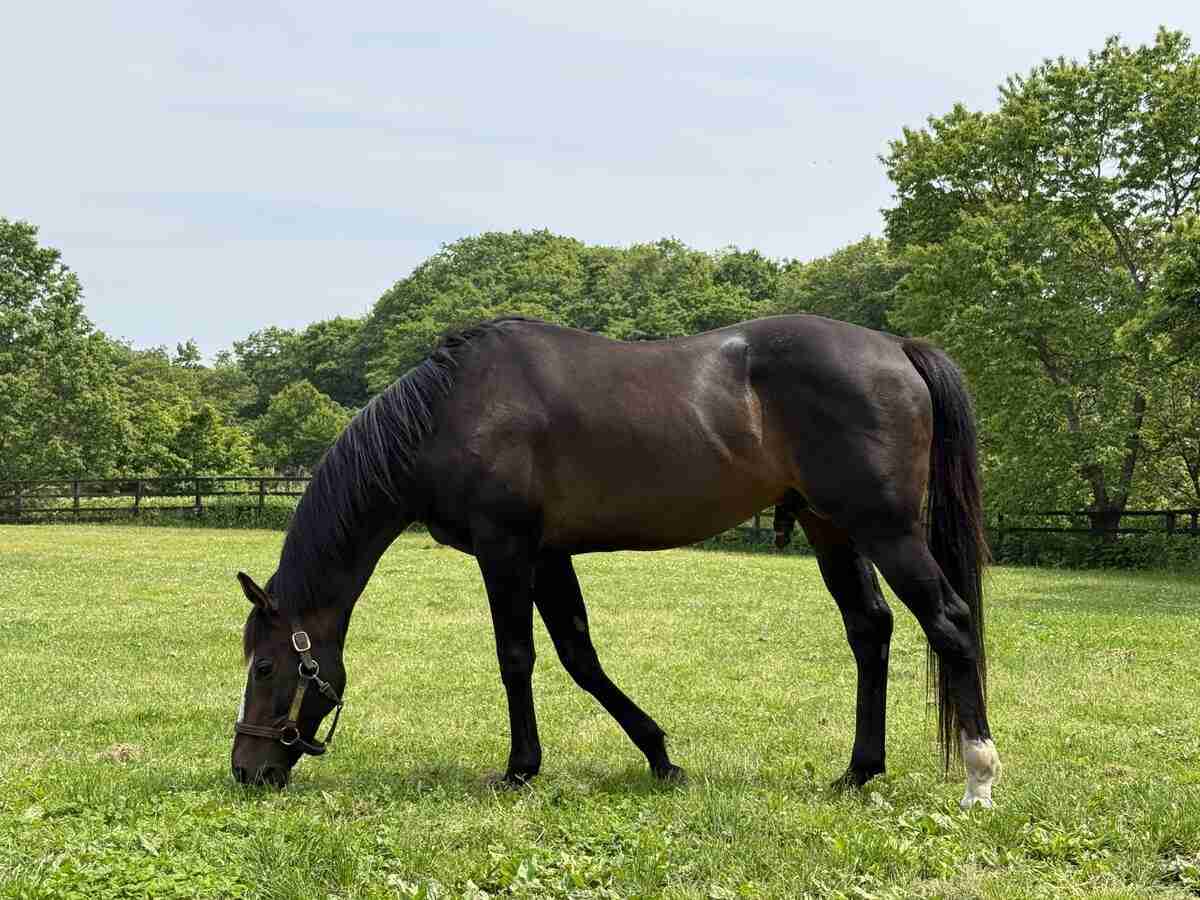 きょう撮影の顕彰馬オジュウチョウサンを大公開！　「本当に根強い競馬ファンに愛されている。お守りもたくさんいただきます」（サンケイスポーツ） - Yahoo!ニュース