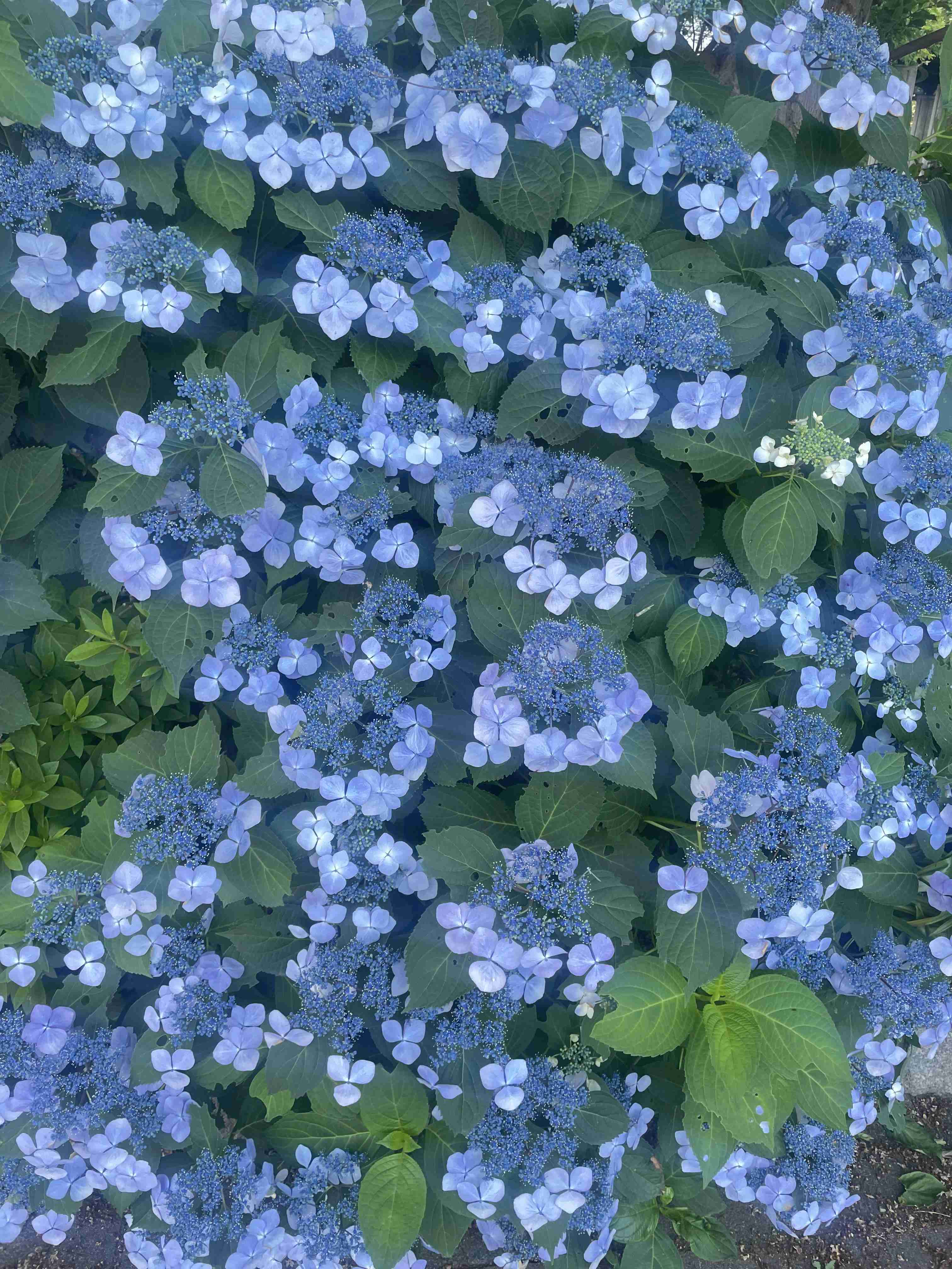紫陽花