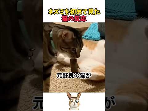 ネズミを初めて見た猫の反応 #猫 #猫のいる暮らし