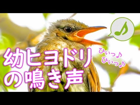 子どものヒヨドリの鳴き声 幼鳥の地鳴き？さえずり？が可愛い【野鳥の鳴き声図鑑】