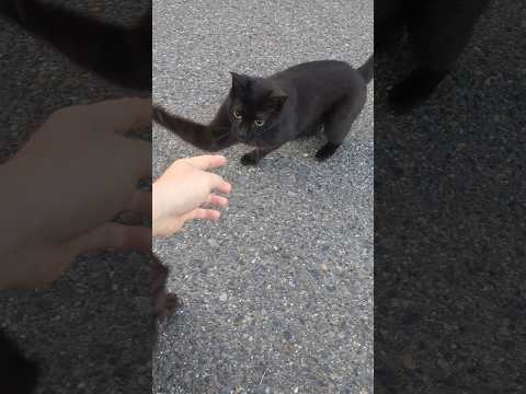 黒猫?‍⬛さんからご褒美（ねこぱんち）いただきました #cute #cat #野良猫 #ねこ