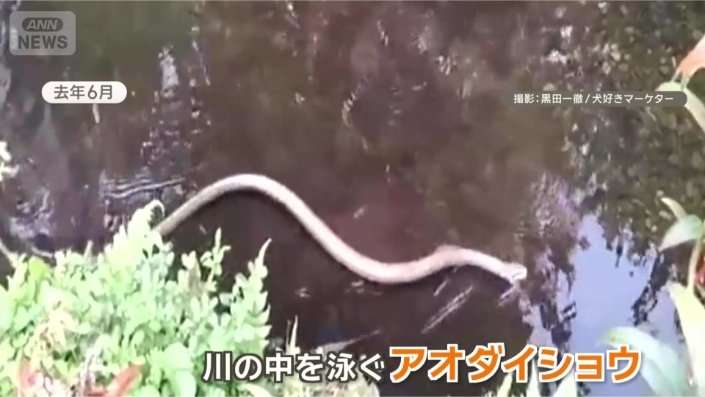 東京・中目黒でヘビ目撃多数 至近距離で鉢合わせ かまれる恐れも