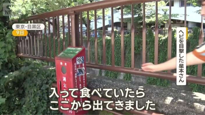 東京・中目黒でヘビ目撃多数 至近距離で鉢合わせ かまれる恐れも