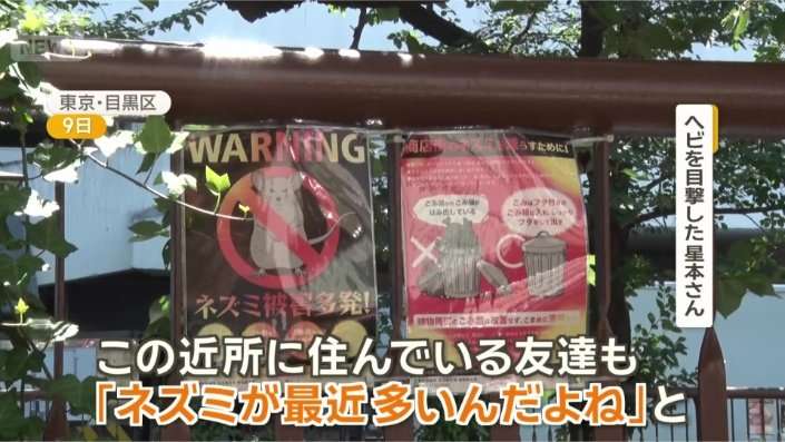 東京・中目黒でヘビ目撃多数 至近距離で鉢合わせ かまれる恐れも