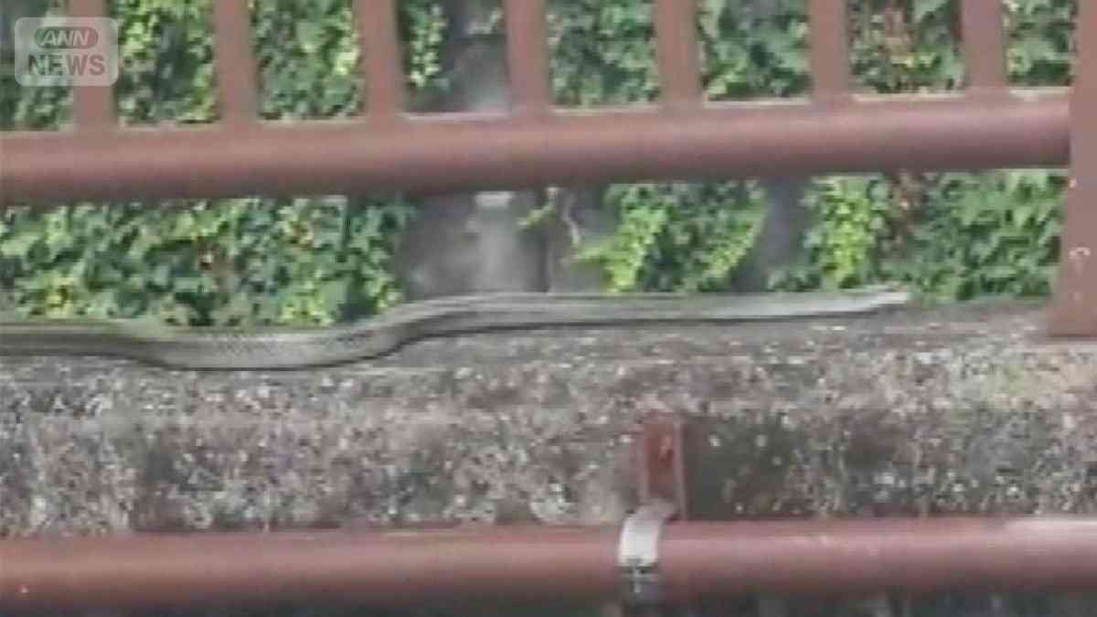 東京・中目黒でヘビ目撃多数　至近距離で鉢合わせ　かまれる恐れも【詳細版】