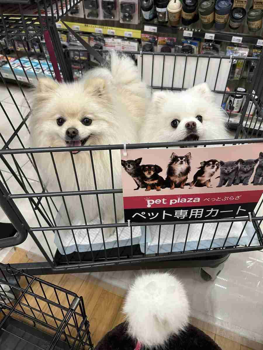 犬2匹を連れて飲食店へ… 置かれた伝票を見ると「店員が書いたメモ」にホッコリ