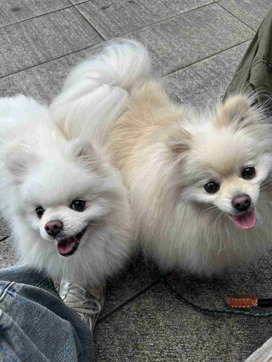 犬2匹を連れて飲食店へ… 置かれた伝票を見ると「店員が書いたメモ」にホッコリ