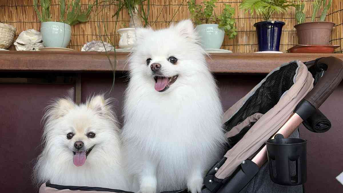 犬2匹を連れて飲食店へ… 置かれた伝票を見ると「店員が書いたメモ」にホッコリ