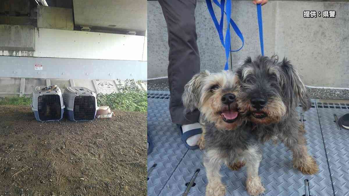 飼い犬2匹を安倍川に遺棄「同棲のために2人で話し合って…」 男のアパートはペット不可の物件　体内チップで飼い主の女が判明　交際関係の30代男女を書類送検