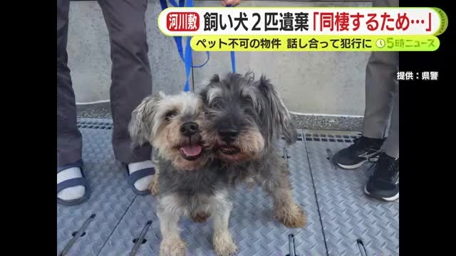 飼い犬2匹を安倍川に遺棄「同棲のために2人で話し合って…」 男のアパートはペット不可の物件　体内チップで飼い主の女が判明　交際関係の30代男女を書類送検　静岡南警察署 | テレビ静岡