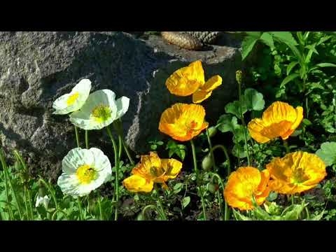 風のPAVEMENT／米光美保