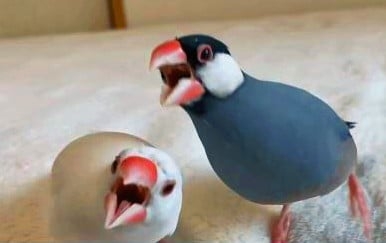 愛鳥にチネられますか？