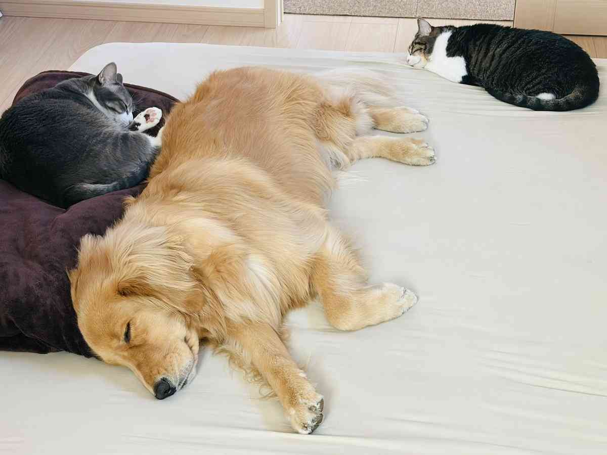 “猫渋滞”に気遣い立ち往生する愛犬⇨飼い主に助けを求める“困り顔”に「愛おしすぎる」の声