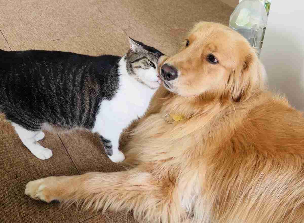 “猫渋滞”に気遣い立ち往生する愛犬⇨飼い主に助けを求める“困り顔”に「愛おしすぎる」の声