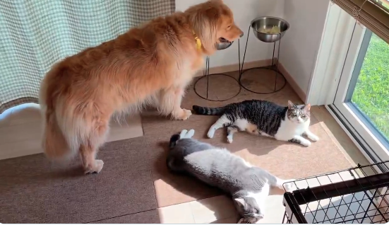“猫渋滞”に気遣い立ち往生する愛犬⇨飼い主に助けを求める“困り顔”に「愛おしすぎる」の声