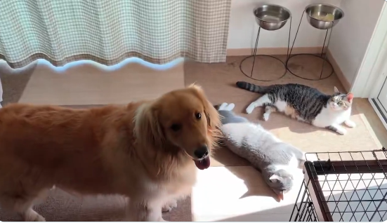 “猫渋滞”に気遣い立ち往生する愛犬⇨飼い主に助けを求める“困り顔”に「愛おしすぎる」の声