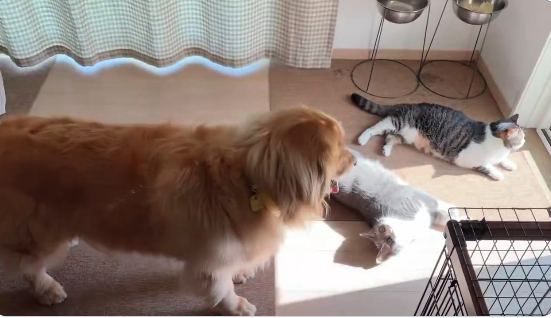 “猫渋滞”に気遣い立ち往生する愛犬⇨飼い主に助けを求める“困り顔”に「愛おしすぎる」の声