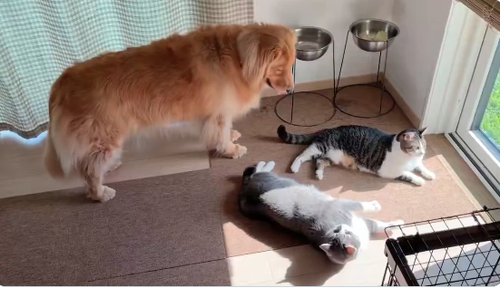 “猫渋滞”に気遣い立ち往生する愛犬⇨飼い主に助けを求める“困り顔”に「愛おしすぎる」の声
