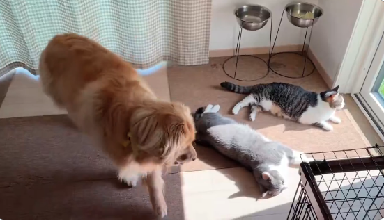 “猫渋滞”に気遣い立ち往生する愛犬⇨飼い主に助けを求める“困り顔”に「愛おしすぎる」の声