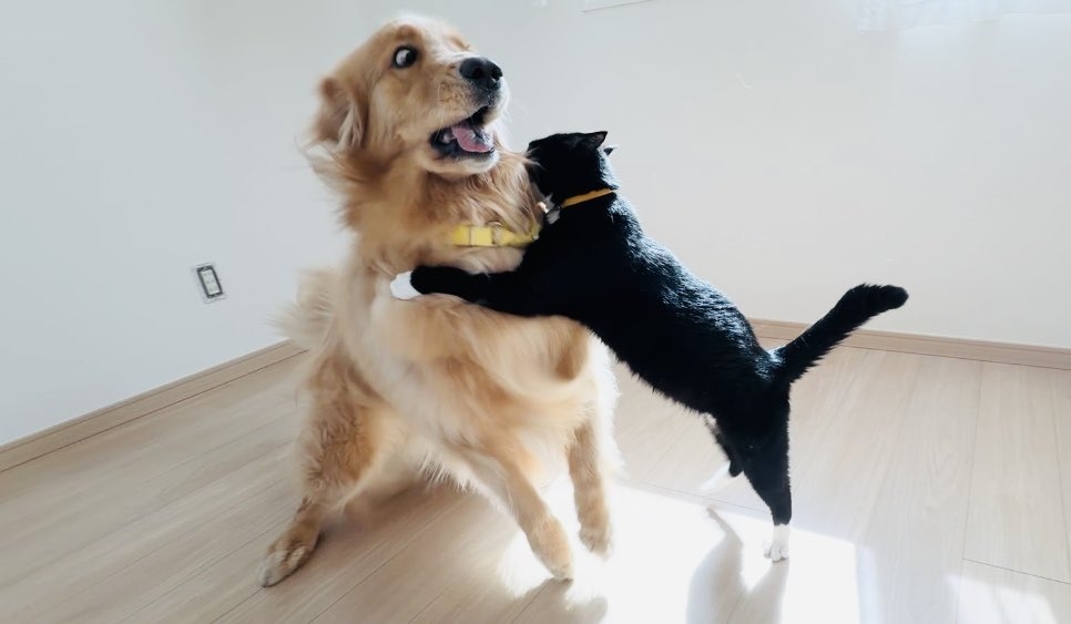 “猫渋滞”に気遣い立ち往生する愛犬⇨飼い主に助けを求める“困り顔”に「愛おしすぎる」の声