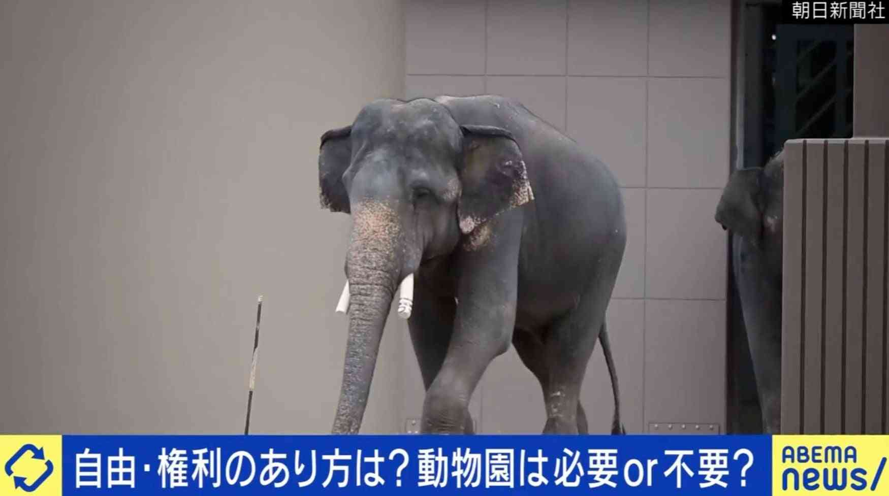 動物園は必要or不要？ゾウ受け入れに現地で返還の声…動物福祉のあり方を議論「相手の自由を奪って楽しんでいる。それは暴力だ」