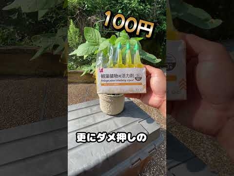 作りやすい　枝豆