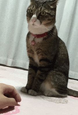 最近 親以外に怒られたこと