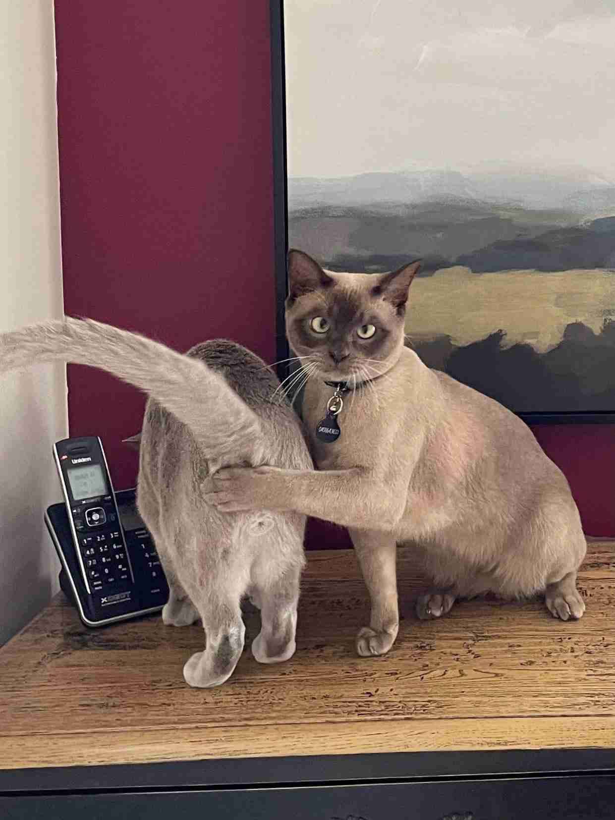 こっち見んなと言ってそうな画像を貼るトピ