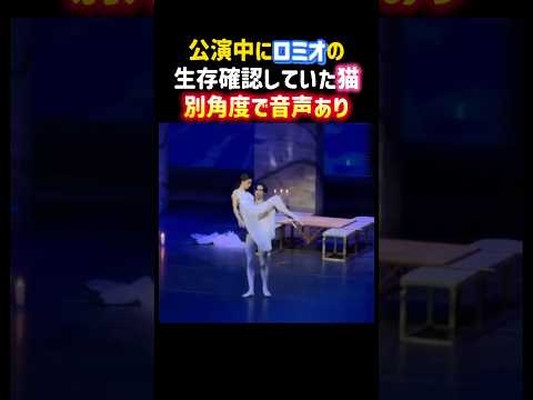 公演中に乱入しロミオの生存確認していた猫✨別角度で音声ありです?✨ #癒し #猫 #ロミオとジュリエット #演劇 #面白い #cat #shorts