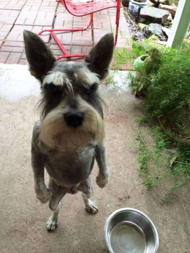 怒っている動物を載せるトピ
