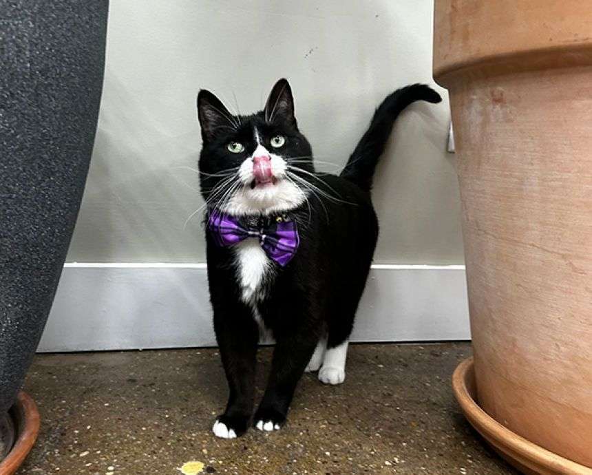 ハチワレ保護猫がニューヨーク骨博物館の警備主任に就任！
