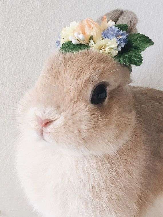小動物みたいな女性