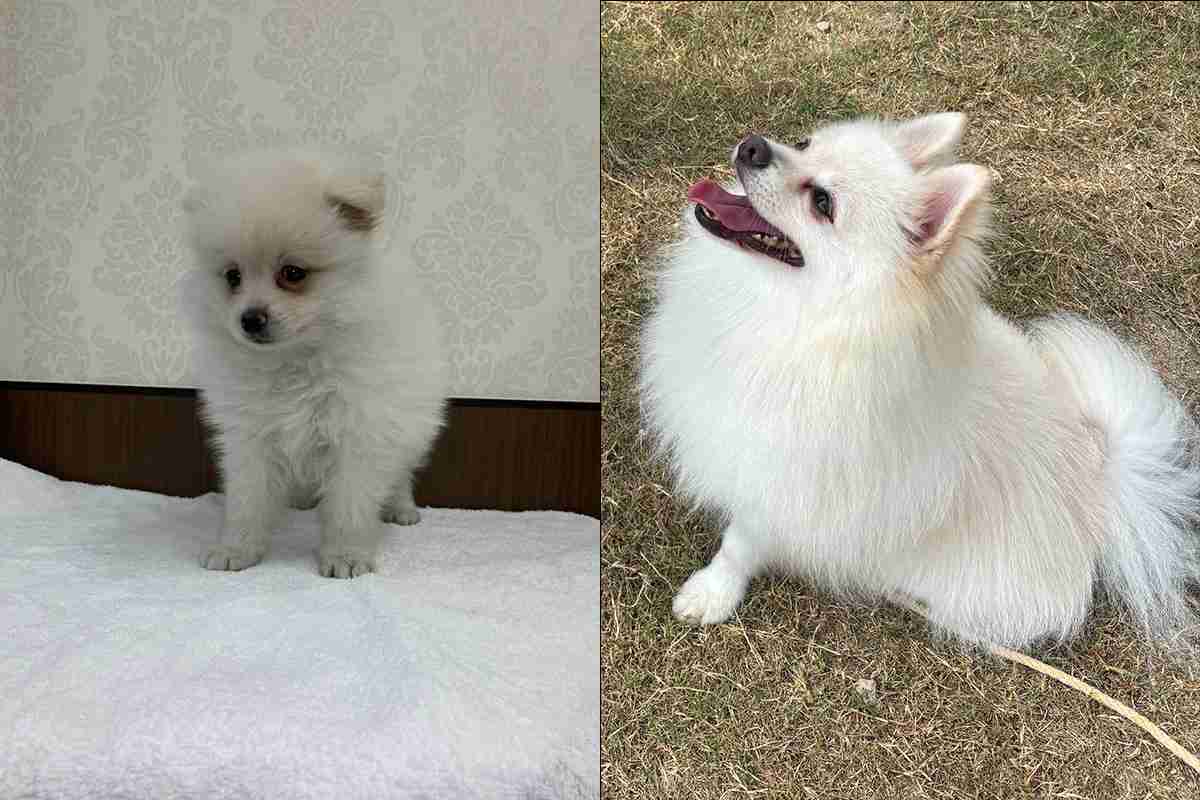 「吠えまくって手がつけられなかったのに…」ポメラニアン警察犬・ハクくんが指導員の指示をすぐに聞くようになった“素質”、現在は「適切な場面で吠える」訓練中｜NEWSポストセブン