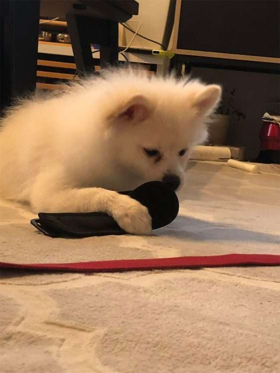 「吠えまくって手がつけられなかったのに…」ポメラニアン警察犬・ハクくんが指導員の指示をすぐに聞くようになった“素質”、現在は「適切な場面で吠える」訓練中