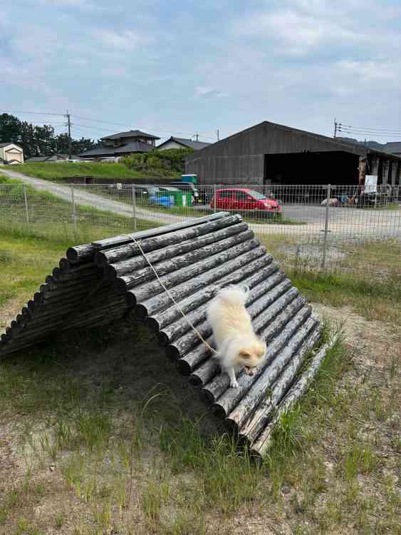 「吠えまくって手がつけられなかったのに…」ポメラニアン警察犬・ハクくんが指導員の指示をすぐに聞くようになった“素質”、現在は「適切な場面で吠える」訓練中